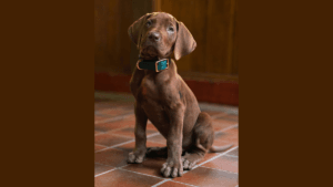 A brown Great Dane puppy wearing a teal collar sits on a tiled floor in a first look at Netflix series Scooby-Doo.
