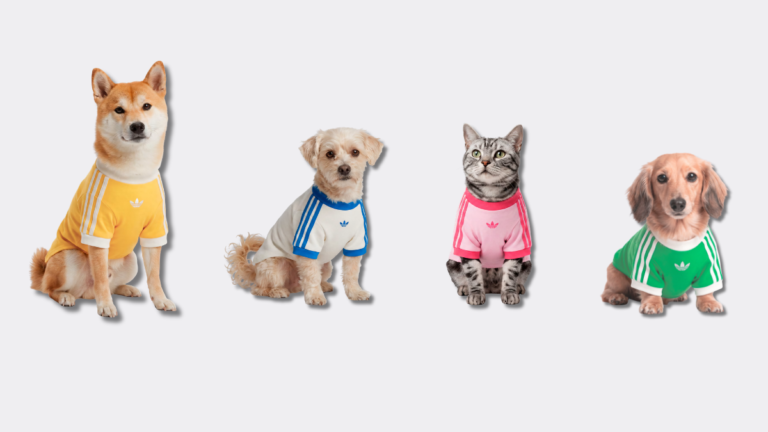 Streetwear pet line arrives with branded tees at ₹3,599 Streetwear pet line arrives with branded tees at ₹3,599